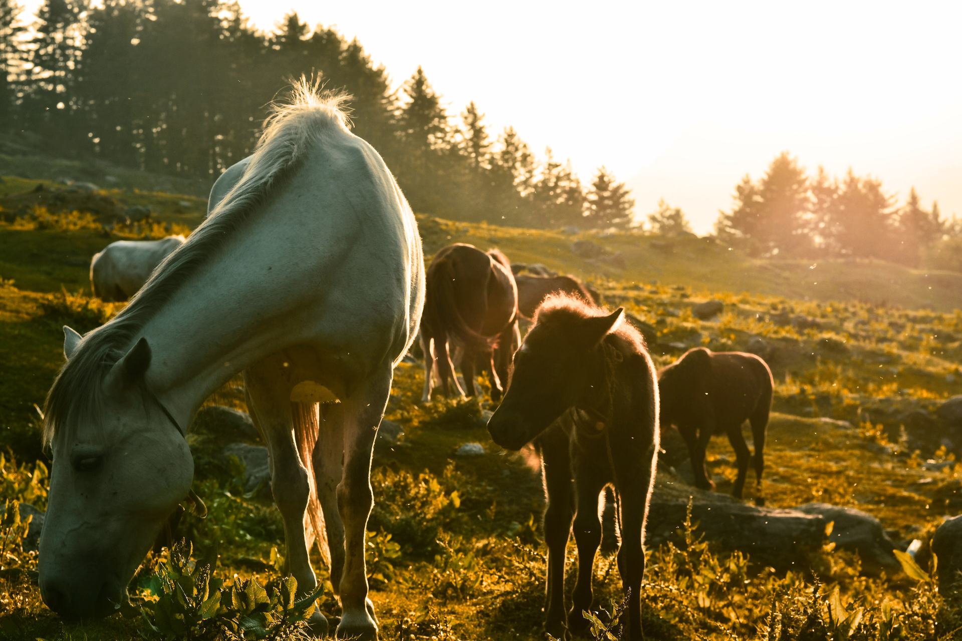 Pferde auf der Weide im Abendlicht