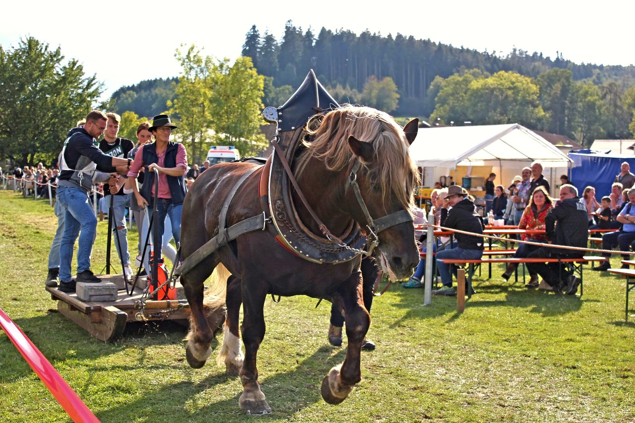 Kaltblut im Zuggeschirr zieht den beladenen Schlitten an