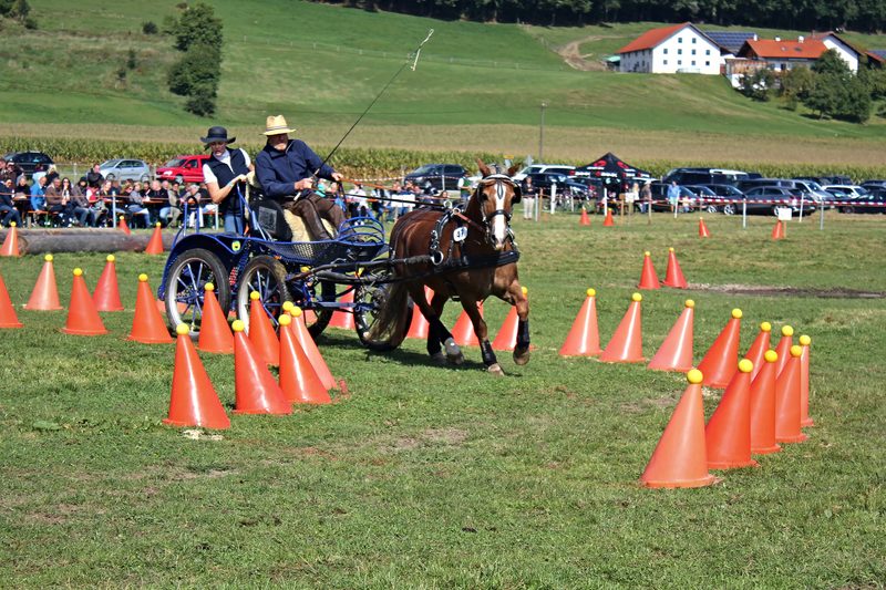 Einspänner-Gespann zwischen den Kegeln des Hindernisparcours