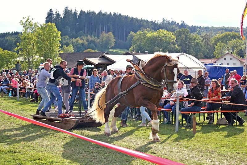 Kaltblut zieht den beladenen Zugschlitten vor den Zuschauern
