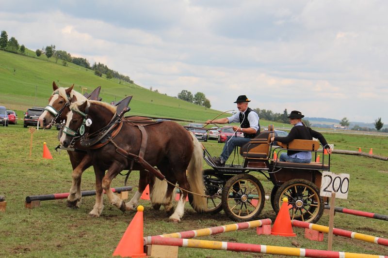 Zweispänner-Gespann fährt durch den Hindernisparcours